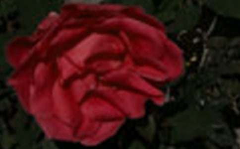 最新中班语言教案:开满玫瑰花的院子