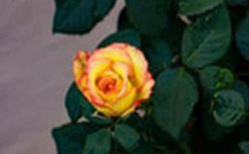 ��ࡶ����õ�廨��Ժ�ӡ����Խ̰�