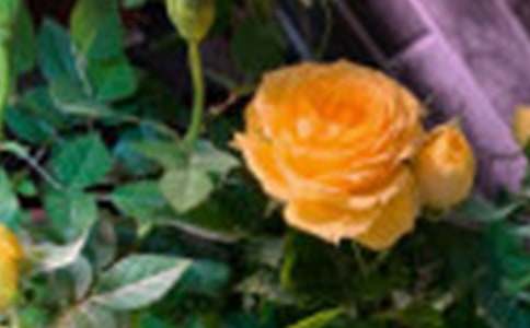 ��С¹��õ�廨������̰�