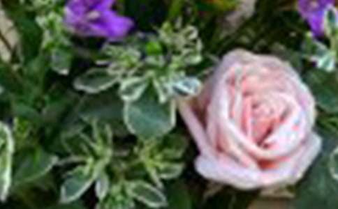 ��С¹õ�廨��˵�θ�