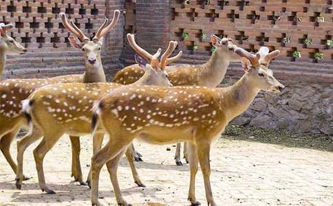 ��һֻ÷��¹�������ѧ���