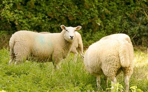 С��汾��̰���С���������ˡ�