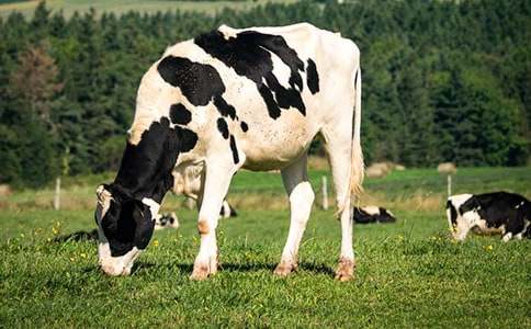 ���������ţ���̰�