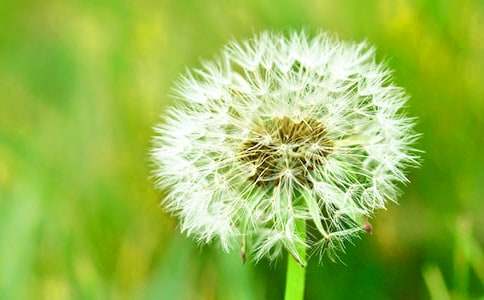 ����ɫ���ѹ�Ӣ���Ľ�ѧ��ƣ�������