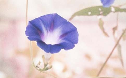 ��ǣţ����˵�θ�