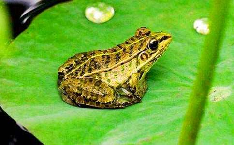 �ĸ����ܵ��Ž�ѧ��˼