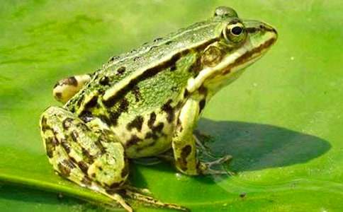 ��С���ܡ��Ľ�ѧ��˼