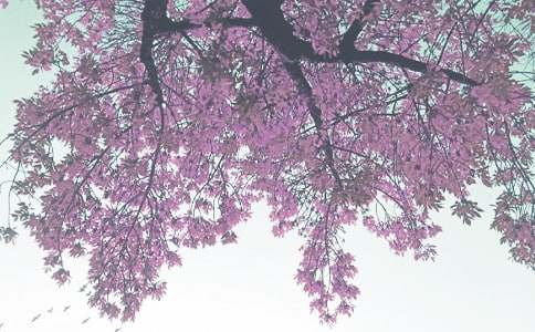 �＾���в���Ԥ���̰�