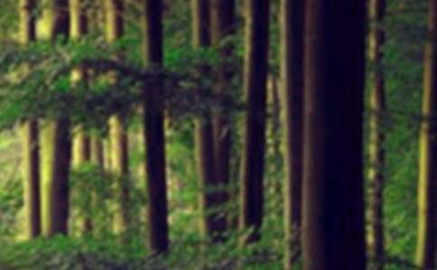 ɭ�ַ���С��̰���ͨ��22ƪ��