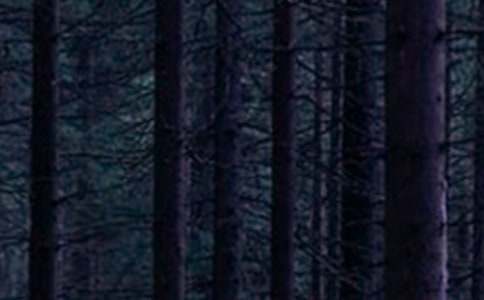 ����Сѧ��ɭ�ַ���̰����ģ���ѡ6ƪ��