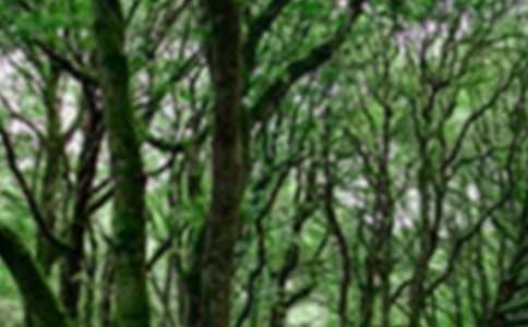 森林防火灭火安全教案模板(通用8篇)