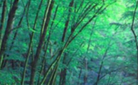 ��ɭ�ַ���ȫ���̰�15ƪ