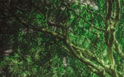 ��ɭ�ַ���С�లȫ�̰�ģ�壨ͨ��9ƪ��