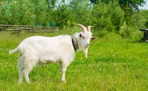 ��ɽ�򿪵꡷�̰�