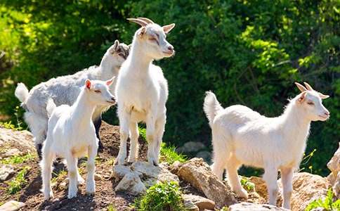 五年级体育说课稿《跳山羊》