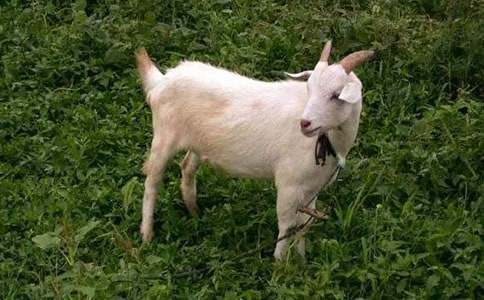 ���꼶�²ᡶСɽ���С���á��̰�