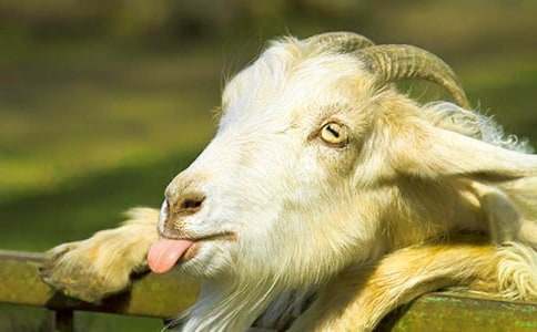 ������Խɽ��˵�θ�