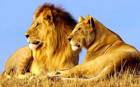 ��ʨ�Ӻ�¹����ѧ��˼