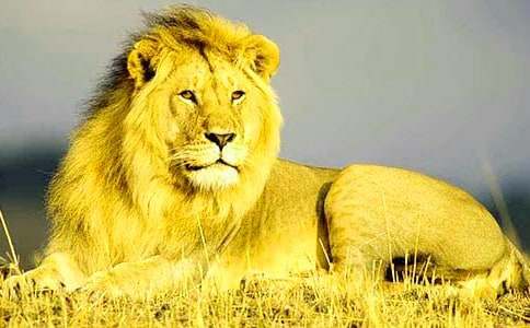 ¬���ŵ�ʨ�ӽ�ѧ���