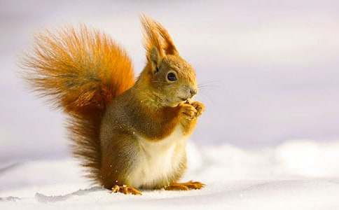 С�����Խ̰���С�����ɡ�̰�����ѧ��˼