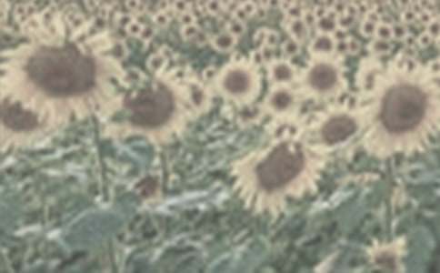 ����һƬ̫��������ѧ��˼����