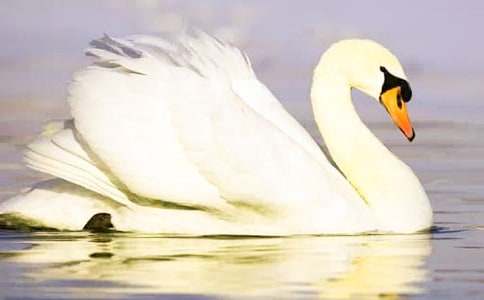 《天鹅大虾与梭鱼》说课稿