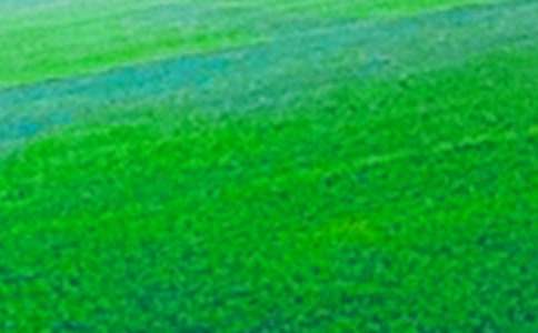 �����µ���Ұ���̰�