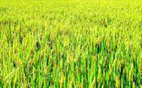 ����Ұ���ٻ�����ѧ���