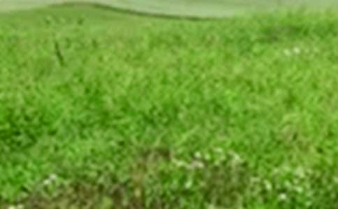 �����ǵ���Ұ���̰�