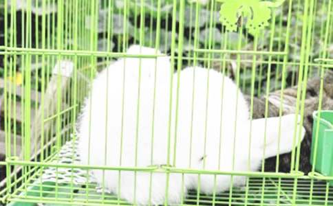 ���ι���С������̫���̰�