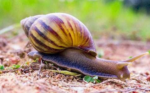 �а����̰���С��ţ