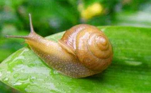 ����ţ�����̰�