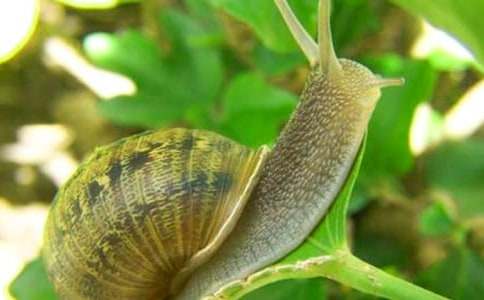 ����ţ���а�̰�