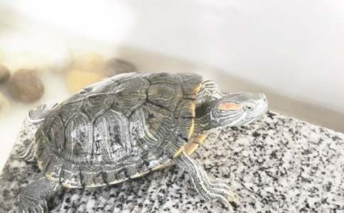 ��ɵ��ڹ�̰������ƪ