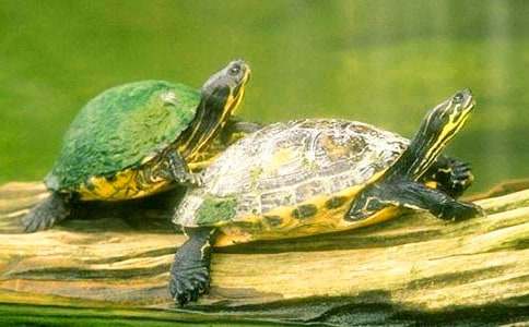 ��ɵ��ڹ�̰���ƪ