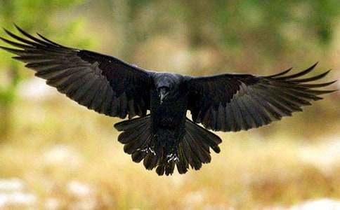 《乌鸦喝水》第一课时教学反思