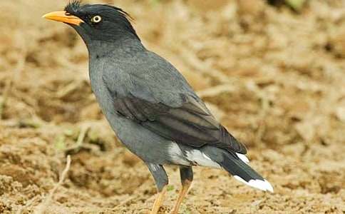 精选《乌鸦喝水》教案锦集5篇