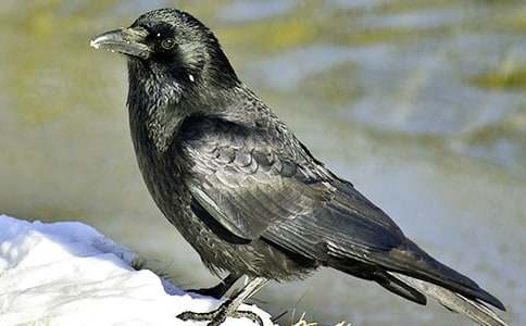 ��С��ѻ�����衷��ѧ���