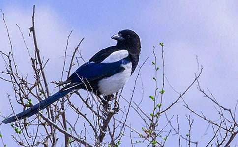 ������ϲȵ����ѧ���11ƪ