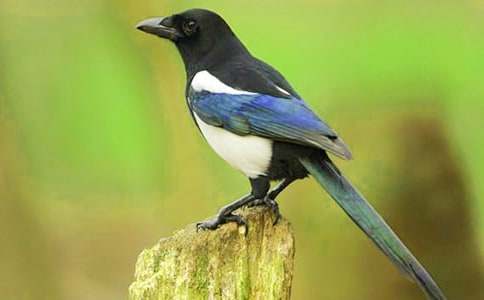 �������ϵ�ϲȵ����ѧ��˼