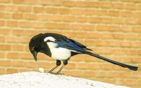 ������ϲȵ����ѧ���15ƪ[����]