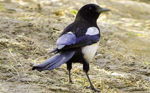 ������ϲȵ����ѧ��˼15ƪ[����]