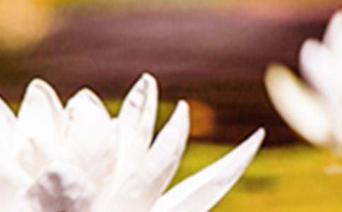 �������ɻ����̰�����ѡ5ƪ��