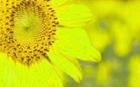 �����տ����֡�����Ľ�ѧ���