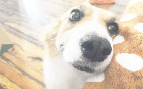 ��С���Թԡ��̰�