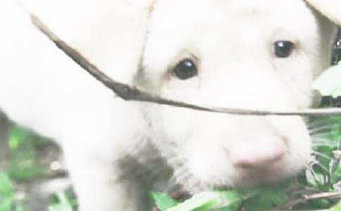 ��������С������ѧ���