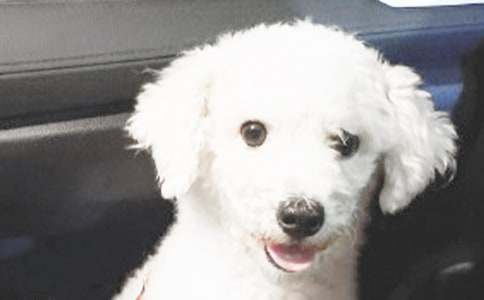 ��С��̧���Ρ��̰�