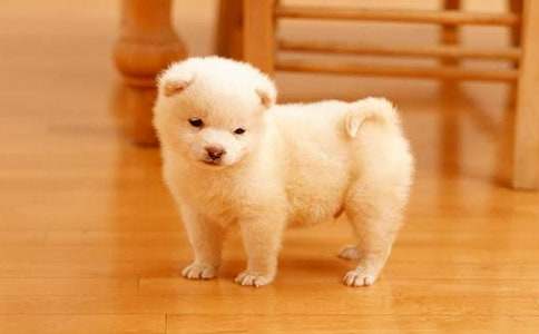 大班语言小狗抬花轿教案