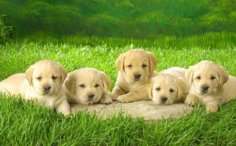 ��С��ѧ�С���ѧ��˼����ѡ12ƪ��