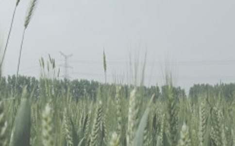 ����С������Э����4ƪ